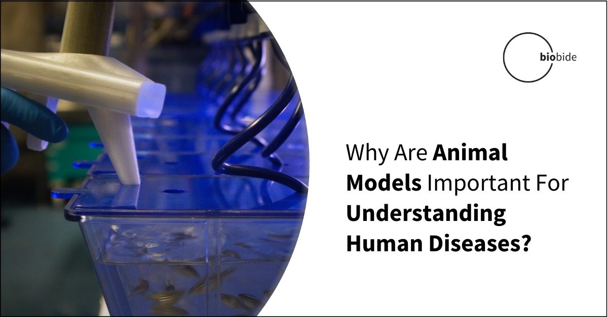 why-are-animal-models-important-for-understanding-human-diseases